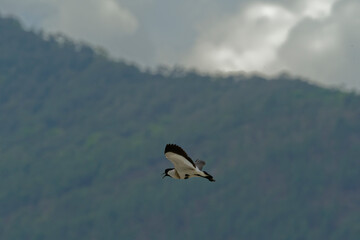 river lapwing in flight