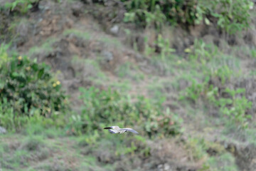river lapwing in flight