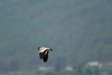 river lapwing in flight