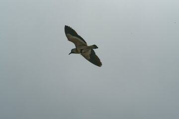 river lapwing in flight