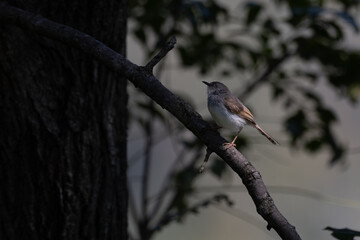 A small Grey breasted Prinia perches delicately on a slender, bare branch against a soft, blurred backdrop of pale blue sky and muted green foliage.