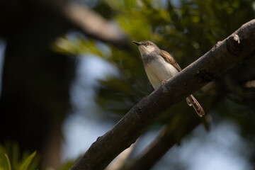 A small Grey breasted Prinia perches delicately on a slender, bare branch against a soft, blurred backdrop of pale blue sky and muted green foliage.