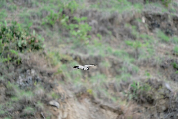 river lapwing in flight