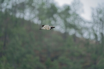 Bird in flight