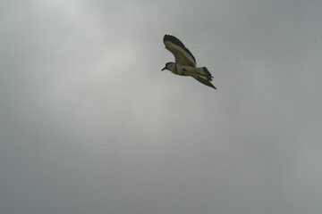 Bird in flight