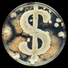 Petri dish filled with several cultures of bacteria in the shape of a dollar sign. Symbolizing the cost of scientific research into the dangers of germs, bacterial infections, and deadly diseases.