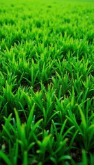 Obraz premium Textured green lawn, asymmetrical cut showing varied heights, natural, landscape, element
