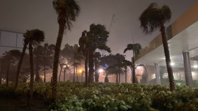 Powerful Hurricane Force Winds Batter Palm Trees And City At Night - Saola