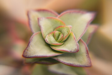 Crassula perforata Azul, is a succulent plant native to the Cape Provinces and KwaZulu-Natal in...