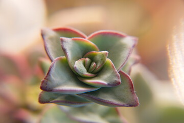 Crassula perforata Azul, is a succulent plant native to the Cape Provinces and KwaZulu-Natal in...