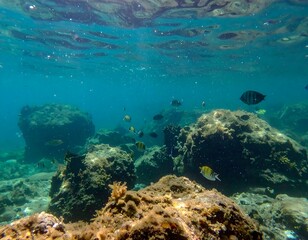 Underwater tropical fish and rocks with sunlight through water surface