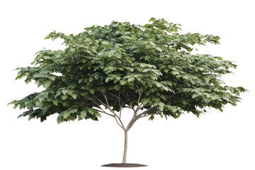 Obraz premium Realistic tree with lush green leaves stands tall, showcasing its vibrant foliage and sturdy trunk. This natural beauty adds refreshing touch to any landscape