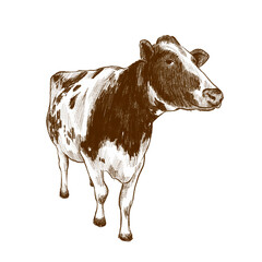 Cow Animal Idul Adha Sketch Illustration for Islamic Qurban Poster and Farm-Themed Design