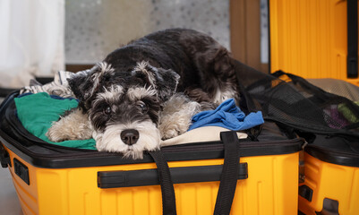 Sad miniature schnauzer lying in suitcase