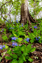 Bluebell Trail, Three Creeks Metro Park, Columbus, Ohio