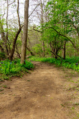 Bluebell Trail, Three Creeks Metro Park, Columbus, Ohio