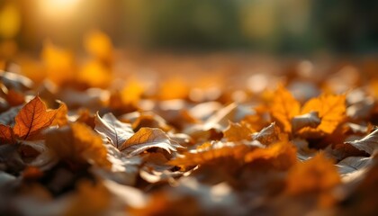 Sunlit autumn leaves on a tree, showcasing dried foliage against a blurred background