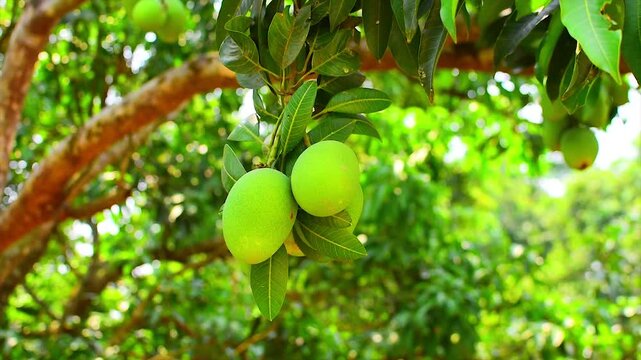Close-up of green mango fruit on mango tree on a dark green background. High quality 4k video.