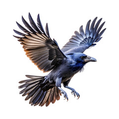 Obraz premium a black raven in flight, taken against on a transparent background