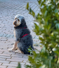 A dog sitting on a sidewalk with a red harness, calmly looking back, captured through a bush with sneakers visible in the background