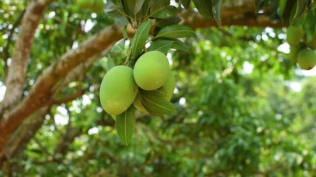 Close-up of green mango fruit on mango tree on a dark green background. High quality 4k video.