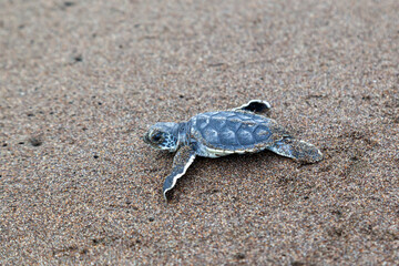 A baby green turtle (Chelonia mydas) crawling to the ocean on the beach in Costa Rica.
