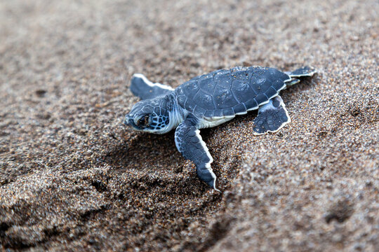 A baby green turtle (Chelonia mydas) crawling to the ocean on the beach in Costa Rica.