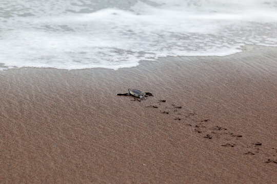 A baby green turtle (Chelonia mydas) crawling to the ocean on the beach in Costa Rica.