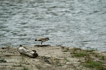 river lapwing in flight