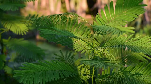 Climbing Wattle. Acacia. Cha-om. Thai vegetable (Acacia pennata (L.) Willd), green young leaves of (Acacia Pennata), common name, Climbing Wattle, Acacia or in thai language Cha-om. vegetable for cook