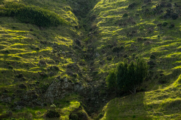 Morning Light Falls Across Textured Lines On Green Hillside