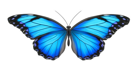 Obraz premium Isolated Blue Butterfly Illustration, Transparent Background, Detailed Wings, Colorful Design Element, Vivid Colors, Decorative, Graphic Element, Wildlife, Nature's Beauty, Insect, Beautiful Butterfly