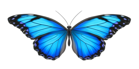 Isolated Blue Butterfly Illustration, Transparent Background, Detailed Wings, Colorful Design Element, Vivid Colors, Decorative, Graphic Element, Wildlife, Nature's Beauty, Insect, Beautiful Butterfly