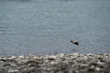 river lapwing in flight