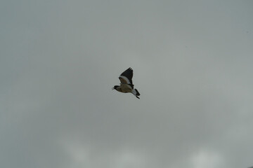river lapwing in flight