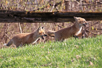 Red fox running in the grass, Canada