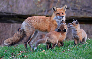Red foxes cubs playing on the grass, Canada