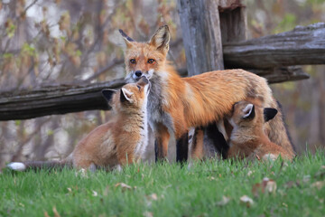The mother fox and her babies on the grass, Canada