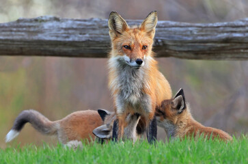 The mother fox and her babies on the grass, Canada
