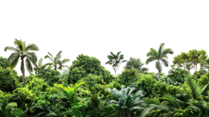 Dense, vibrant jungle landscape with lush foliage and towering tropical trees.