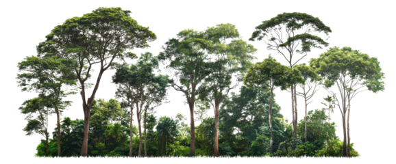 Dense collection of tall trees with vibrant green foliage creates a rich and natural image of a forest scene.