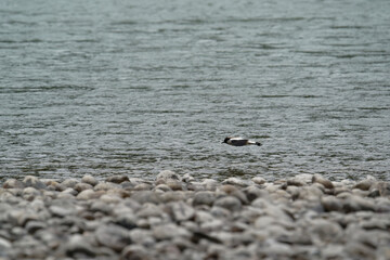 river lapwing in flight