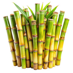 Obraz premium Vibrant Sugarcane Stalks isolated on white background