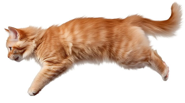 Animanimals Transparent
