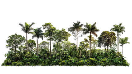 Obraz premium Panoramic view of dense tropical vegetation surrounding a hidden structure, with tall palm trees and lush foliage.