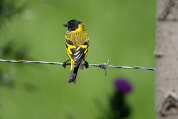 Hooded siskin (Spinus magellanicus) perched on a barbed wire fence in Cotacachi, Ecuador