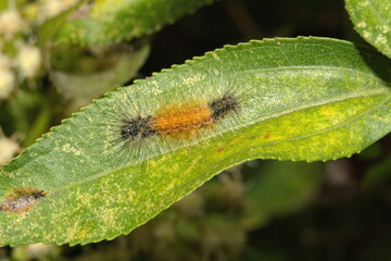 Fuzzy, orange and black caterpillar on a leaf in Cotacachi, Ecuador