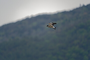 river lapwing in flight