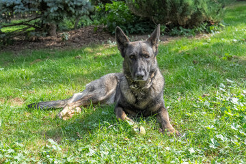 German Shepherd is a German dog breed, one of the most widely used in the world and also the most widely used service breed