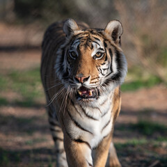 large powerful majestic, rare striped tiger.